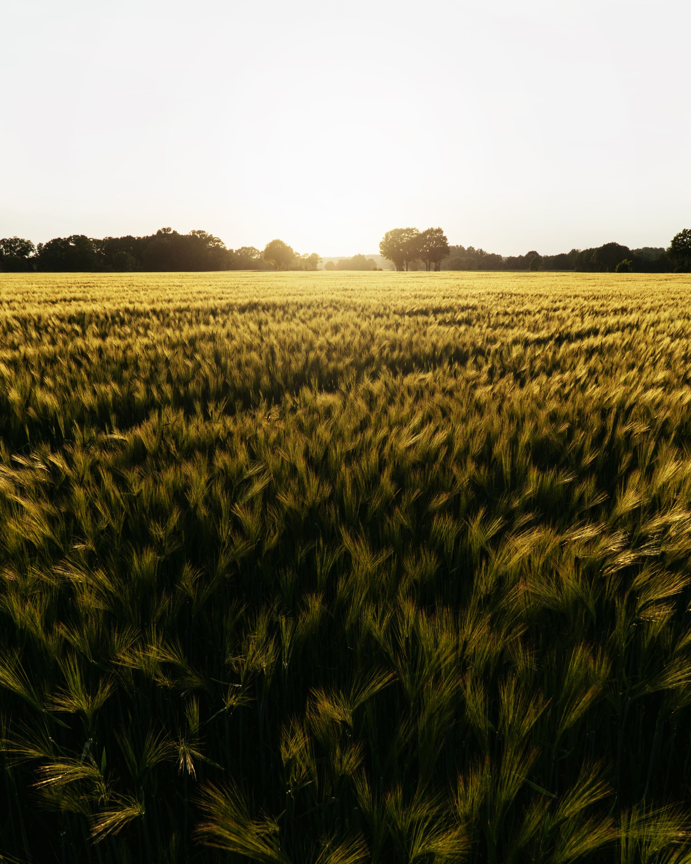 Getreidefeld im Abendlicht